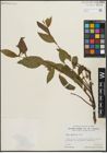 Foto von Salix planifolia Pursh